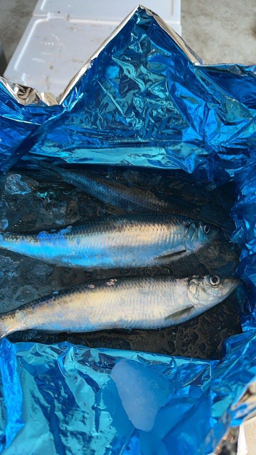 イワシ試験操業